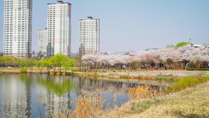 벚꽃이 핀 봄철 오송호수공원 호숫가 풍경